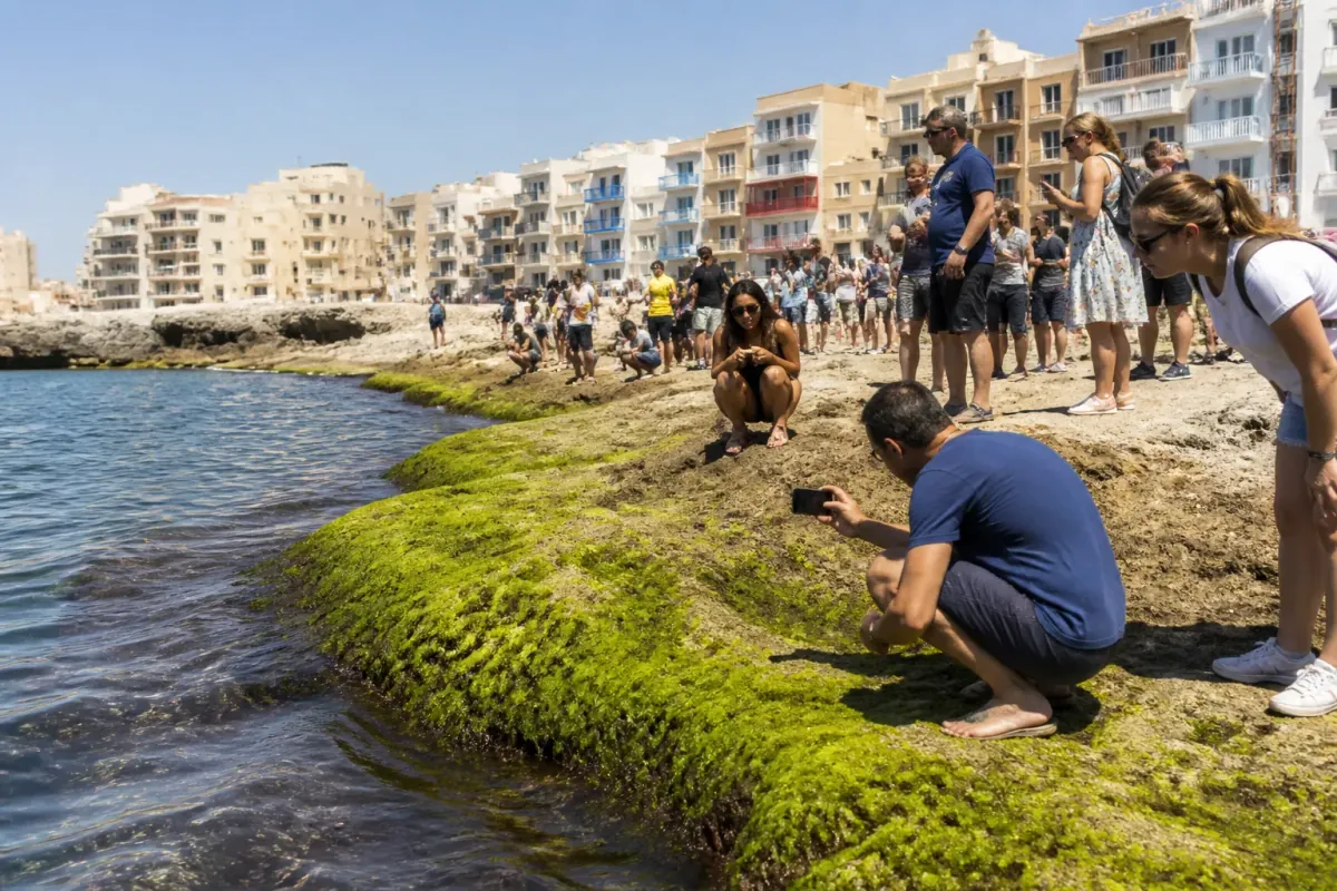 Local Fisherman Finds St. Paul's 'Lost' Net, Declares Seaweed a Religious Landmark