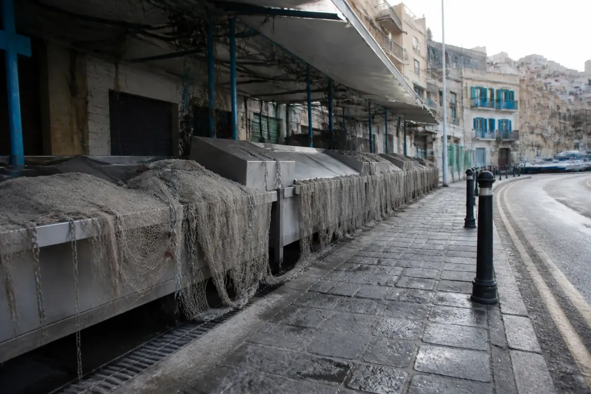 Local Fishermen Declare National Holiday After Finding Fish That Sings 'L-Iżbark tal-Ħobż', Mdina Cat Out of Job