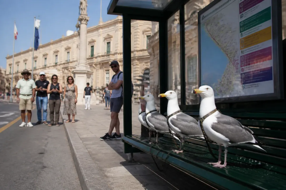 Maltese Government Announces Replacement of Buses with Trained Seagulls to Solve Transport Crisis